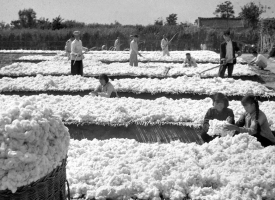 1966年，蘭考縣已經(jīng)有一半鹽堿地經(jīng)深翻、改良土壤后，變成了良田。堌陽公社黃口大隊(duì)13隊(duì)在鹽堿地上取得畝產(chǎn)百斤皮棉的好收成。這是社員們正在曬棉，準(zhǔn)備把棉花賣給國家。劉俊生攝（新華社稿）