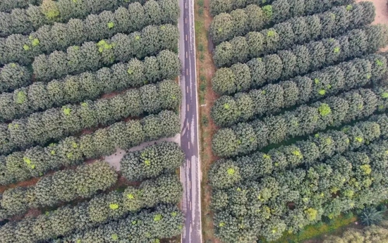 2020年9月23日在蘭考縣堌陽鎮(zhèn)徐場村拍攝的泡桐樹（無人機(jī)照片）。新華社記者 郝源 攝