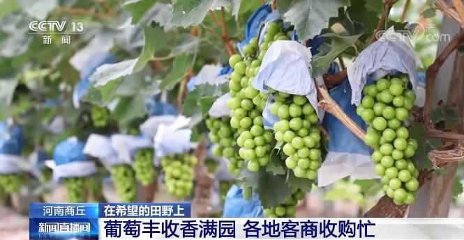 2022081707325236852 2022081707325236852