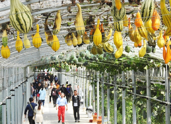 特色產(chǎn)業(yè)“領跑”致富路。耿玉和攝