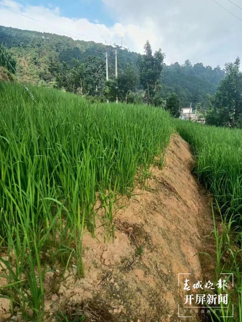 臨滄市魯史鎮(zhèn)1000畝“雜交旱稻”豐收在望