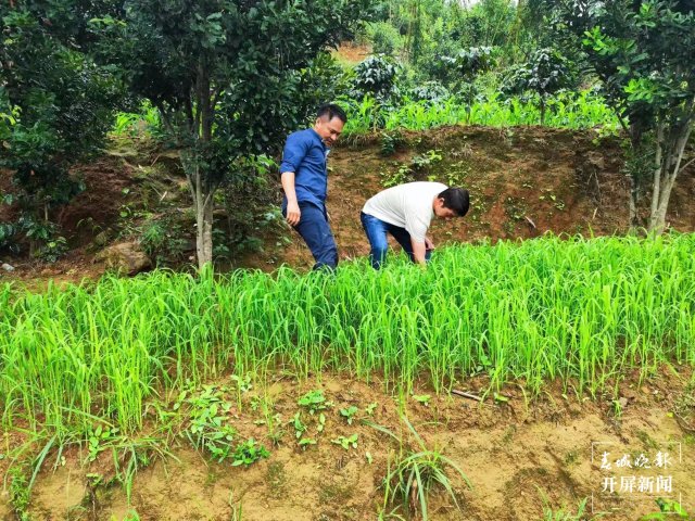 臨滄市魯史鎮(zhèn)1000畝“雜交旱稻”豐收在望