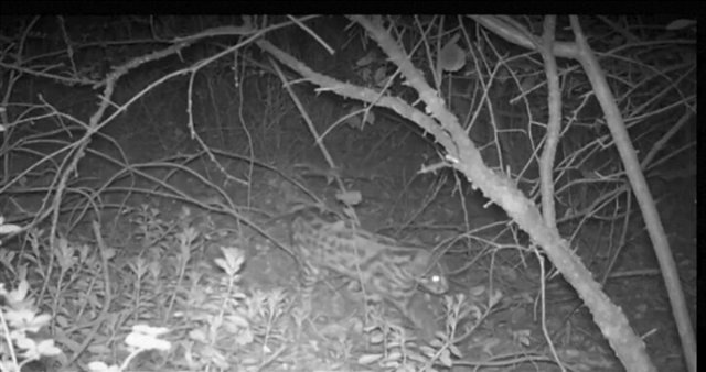 驚喜！云南珠江源省級(jí)自然保護(hù)區(qū)首次發(fā)現(xiàn)豹貓