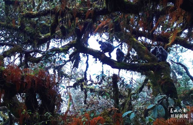 好溫馨！云南龍陵首次拍到熊猴和菲氏葉猴同樹相棲