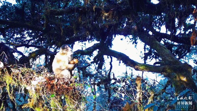 好溫馨！云南龍陵首次拍到熊猴和菲氏葉猴同樹相棲