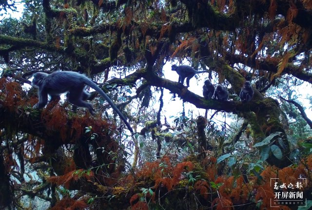 好溫馨！云南龍陵首次拍到熊猴和菲氏葉猴同樹相棲