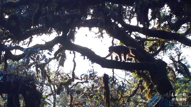好溫馨！云南龍陵首次拍到熊猴和菲氏葉猴同樹相棲