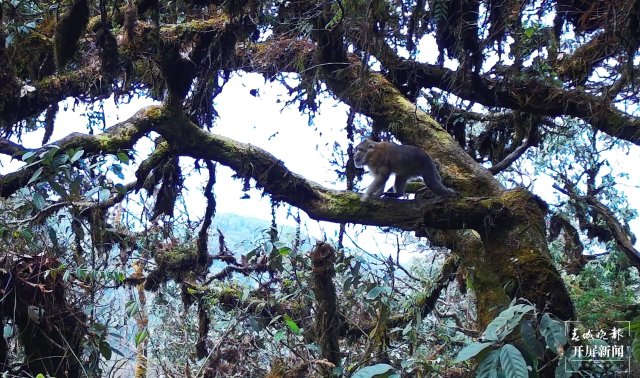 好溫馨！云南龍陵首次拍到熊猴和菲氏葉猴同樹相棲