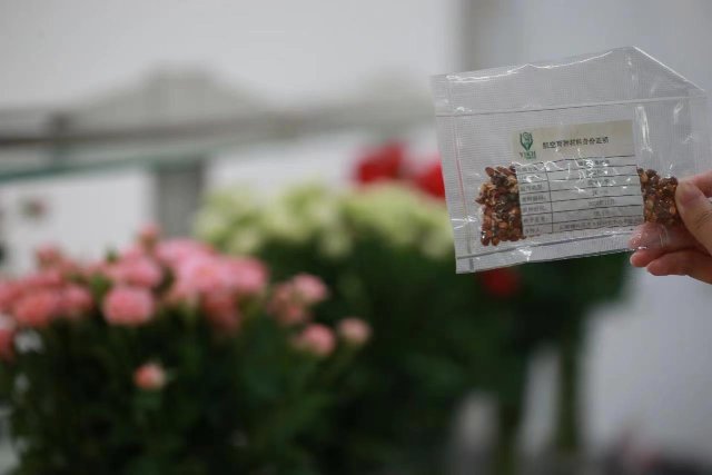 云南“太空鮮切花種子”落地昆明