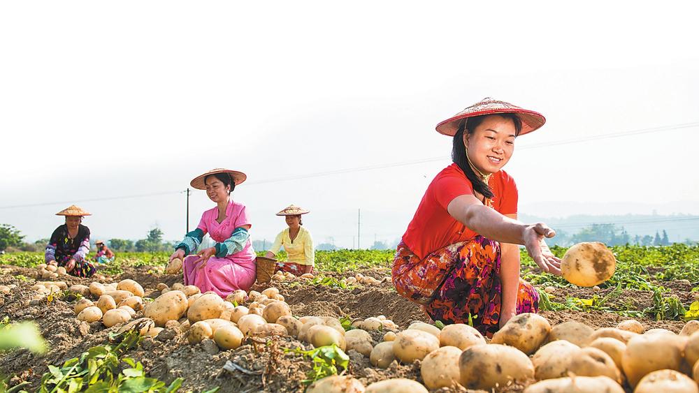 馬鈴薯豐收 供圖.jpg