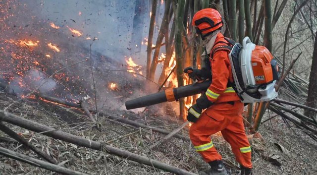 云南省森林消防總隊已派出736名指戰(zhàn)員增援重慶火場（供圖）