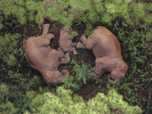 亞洲象（供圖）