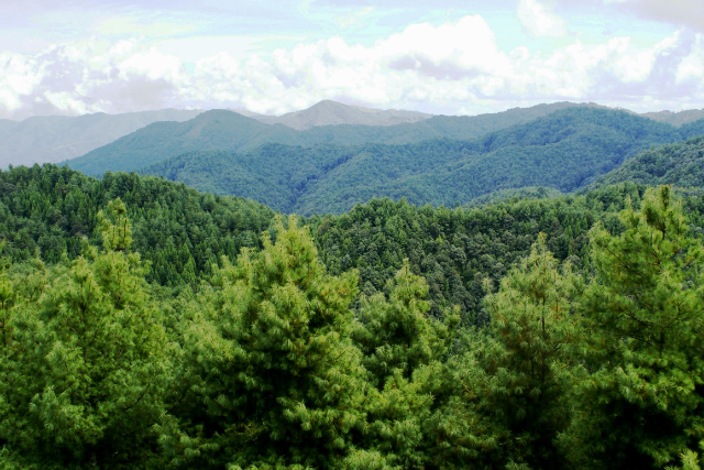 專家分析：云南今冬明春森林防火形勢嚴峻復雜 云南省林業(yè)和草原局供圖