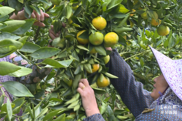 云南秋景上新|文山廣南柑橘(開屏新聞記者 羅宗偉 通訊員 陸佳雄 劉曉泉 攝)