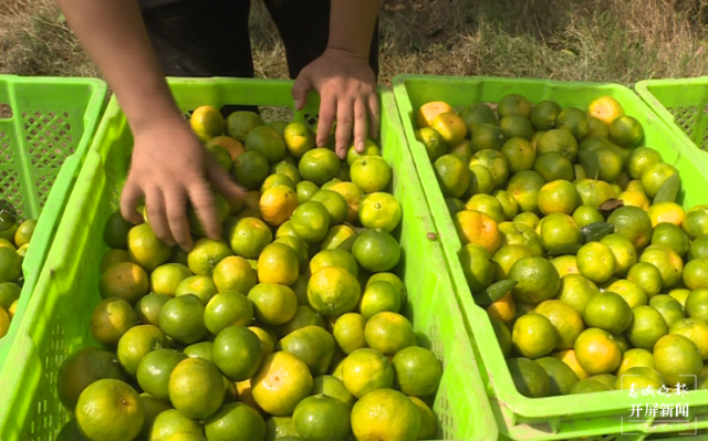 云南秋景上新|文山廣南柑橘(開屏新聞記者 羅宗偉 通訊員 陸佳雄 劉曉泉 攝)