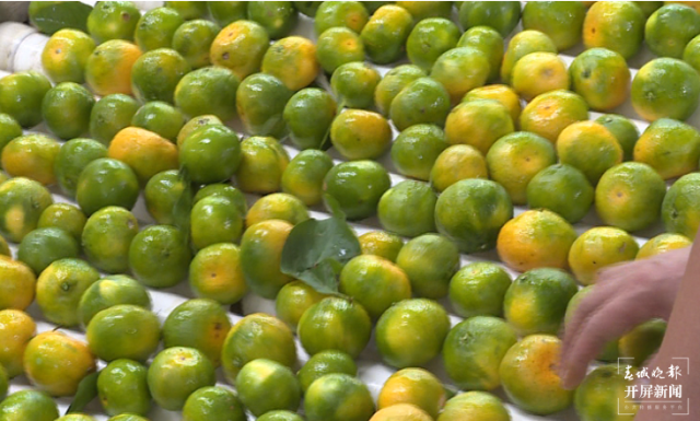 云南秋景上新|文山廣南柑橘(開屏新聞記者 羅宗偉 通訊員 陸佳雄 劉曉泉 攝)