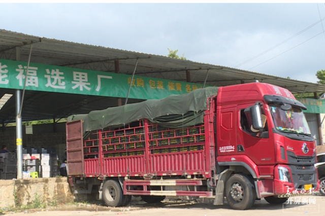 云南秋景上新|文山廣南柑橘(開屏新聞記者 羅宗偉 通訊員 陸佳雄 劉曉泉 攝)