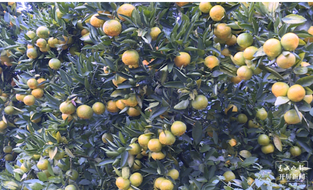 云南秋景上新|文山廣南柑橘(開屏新聞記者 羅宗偉 通訊員 陸佳雄 劉曉泉 攝)