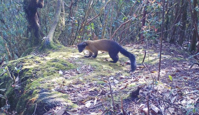 “你打我一拳，我咬你一口！” 保山龍陵3只黃喉貂同框嬉戲（崔敏 通訊員 郁云江 尹純助 吳乃局 攝）