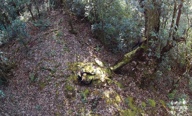 “你打我一拳，我咬你一口！” 保山龍陵3只黃喉貂同框嬉戲（崔敏 通訊員 郁云江 尹純助 吳乃局 攝）