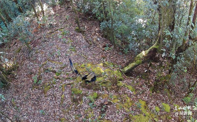 “你打我一拳，我咬你一口！” 保山龍陵3只黃喉貂同框嬉戲（崔敏 通訊員 郁云江 尹純助 吳乃局 攝）