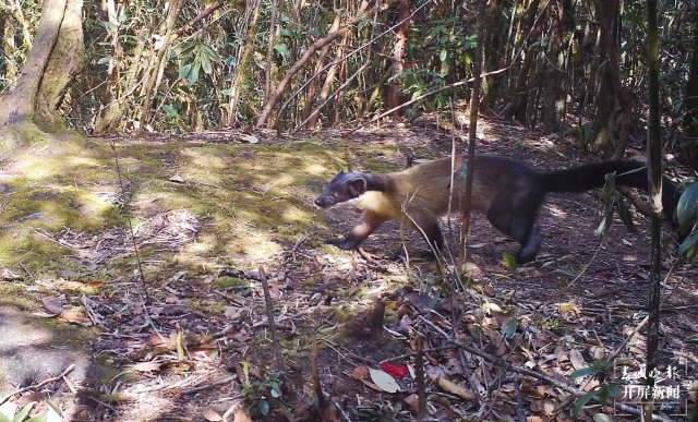 “你打我一拳，我咬你一口！” 保山龍陵3只黃喉貂同框嬉戲（崔敏 通訊員 郁云江 尹純助 吳乃局 攝）