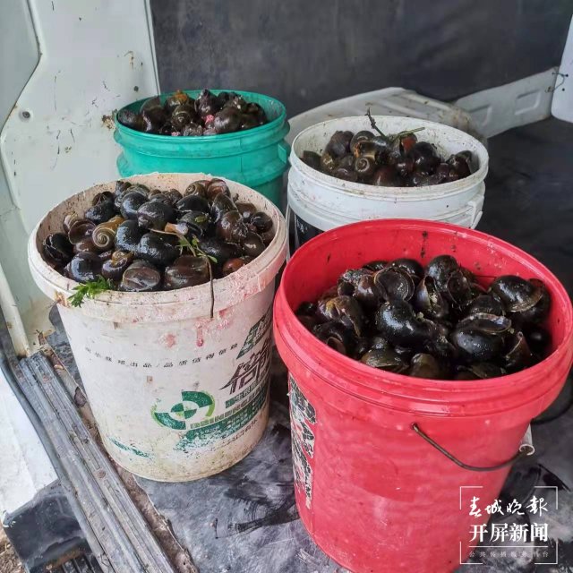 晉寧 滇池 福壽螺（開屏新聞記者記者 楊質高 通訊員 任紅 攝）