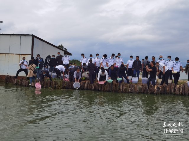 100萬尾杞麓鯉增殖放流玉溪杞麓湖（開屏新聞?dòng)浾?李春麗 楊茜 通訊員 羅瑀 吳文汝 攝）