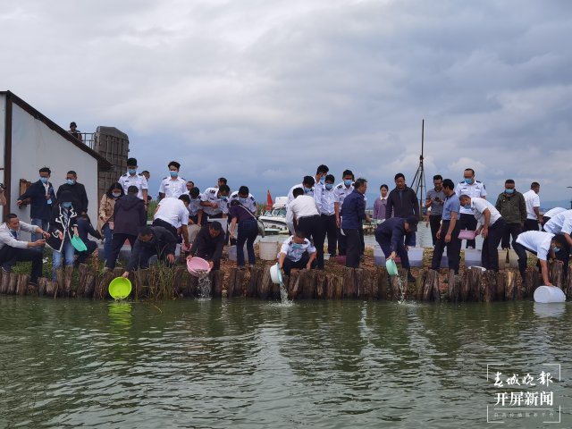 100萬尾杞麓鯉增殖放流玉溪杞麓湖（開屏新聞?dòng)浾?李春麗 楊茜 通訊員 羅瑀 吳文汝 攝）