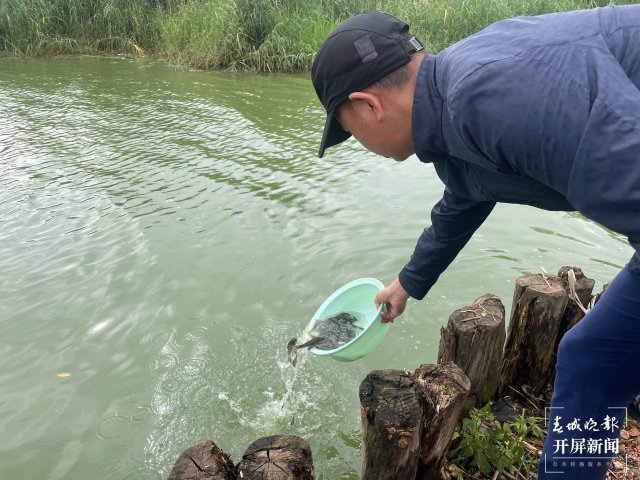 100萬尾杞麓鯉增殖放流玉溪杞麓湖（開屏新聞?dòng)浾?李春麗 楊茜 通訊員 羅瑀 吳文汝 攝）