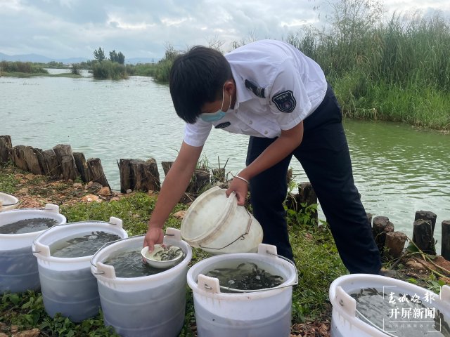 100萬尾杞麓鯉增殖放流玉溪杞麓湖（開屏新聞?dòng)浾?李春麗 楊茜 通訊員 羅瑀 吳文汝 攝）