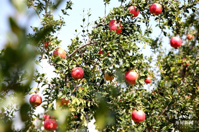 云南會澤萬畝鹽水石榴喜獲豐收 (1).jpg