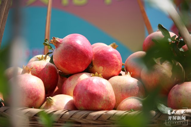 云南會澤萬畝鹽水石榴喜獲豐收 (2).jpg