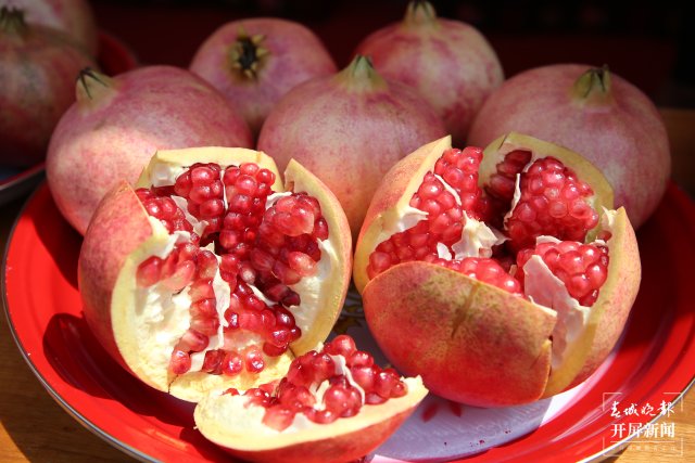 云南會澤萬畝鹽水石榴喜獲豐收 (3).jpg