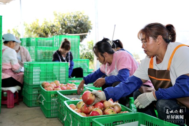 云南會澤萬畝鹽水石榴喜獲豐收 (4).jpg