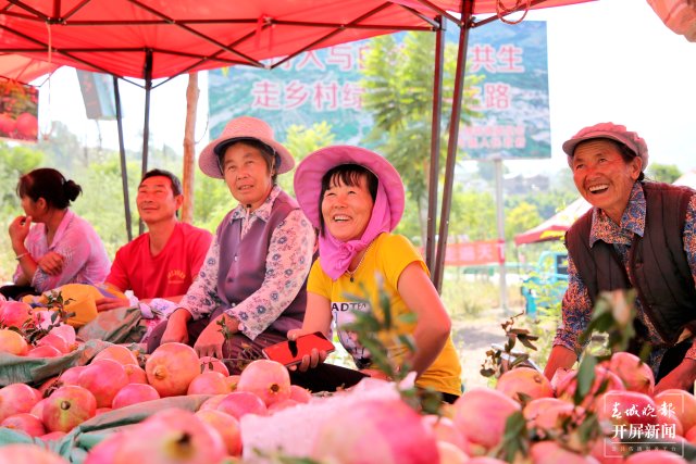 云南會澤萬畝鹽水石榴喜獲豐收 (6).jpg