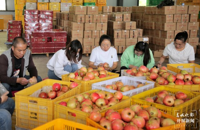 云南會澤萬畝鹽水石榴喜獲豐收 (5).jpg