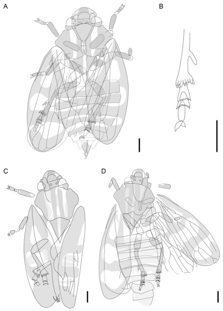 青藏高原發(fā)現(xiàn)昆蟲新種西藏古胸沫蟬化石 (1).jpg