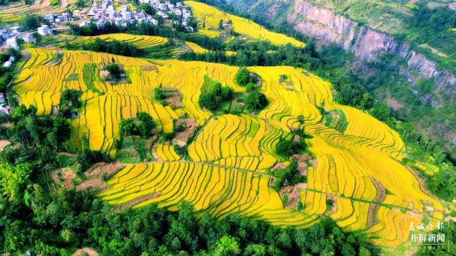 昭通這個(gè)地方千畝稻田喜獲豐收，風(fēng)景美如畫(huà) (4).jpg