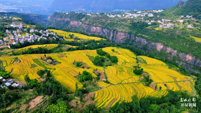 昭通這個(gè)地方千畝稻田喜獲豐收，風(fēng)景美如畫(huà) (6).jpg