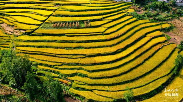 昭通這個(gè)地方千畝稻田喜獲豐收，風(fēng)景美如畫(huà) (8).jpg