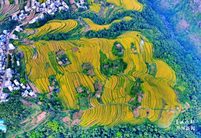 昭通這個(gè)地方千畝稻田喜獲豐收，風(fēng)景美如畫(huà) (7).jpg