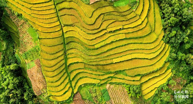 昭通這個(gè)地方千畝稻田喜獲豐收，風(fēng)景美如畫(huà) (5).jpg