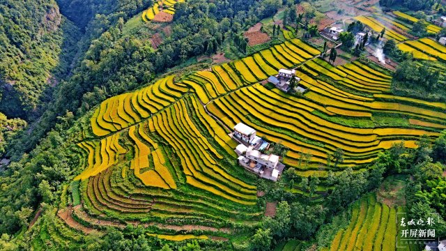 昭通這個(gè)地方千畝稻田喜獲豐收，風(fēng)景美如畫(huà) (1).jpg