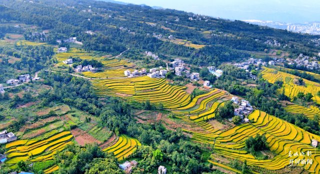 昭通這個(gè)地方千畝稻田喜獲豐收，風(fēng)景美如畫(huà) (2).jpg