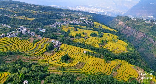 昭通這個(gè)地方千畝稻田喜獲豐收，風(fēng)景美如畫(huà) (9).jpg