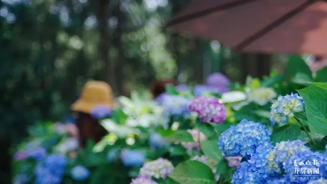 昆明市郊野公園劃轉移交五華區(qū)管理