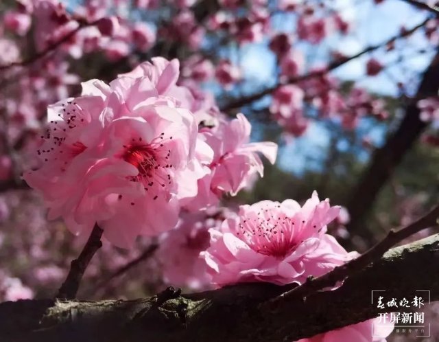昆明市郊野公園劃轉移交五華區(qū)管理