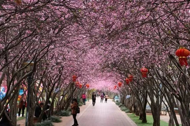 昆明市西華公園移交西山區(qū)管理(供圖)