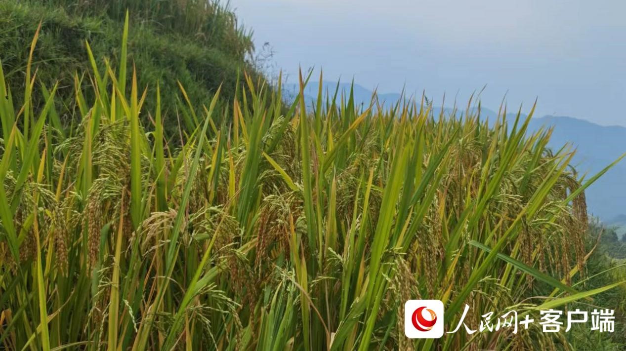 龍脊梯田上的稻谷逐漸成熟，即將進(jìn)入收割期。劉鑫 攝
